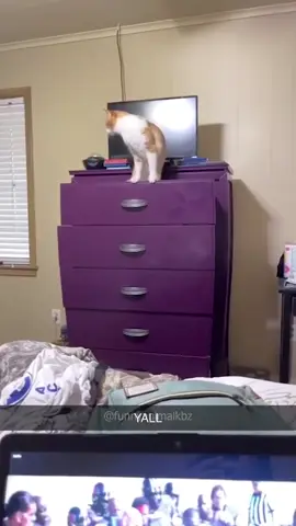The end 😂😂 episode 312 #catdestroy #fyp #foryou #catsoftiktok #cat #funny #pet #funnyanimals #funnycat #funnypets #🤣🤣🤣 