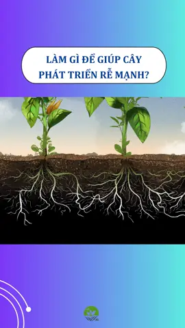 CÁCH LÀM RỄ CÂY PHÁT TRIỂN MẠNH #cayphattrien #dinhduongcaytrong #chamsoccaytrong#kythuattrongcay