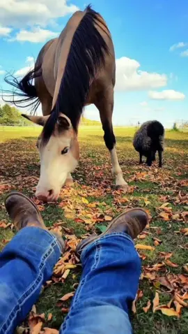 #juliopantoja #coleo #purollano #feveco #elorza #guarigo #joropo #musicallanera #llanosvenezolanos 