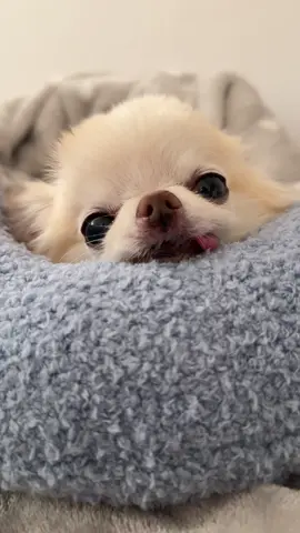 My favorite Christmas gift ever is this doggy neck pillow 😴 I love it so much that ever since I got it, I’ve been using it EVERY single day 🥰 It fits my tiny chihuahua head perfectly on it and keeps my head elevated for better breathing 👏 Plus it’s so soft and cozy, like a warm hug 🤗 I don’t even remember what it was like not to have it 😉 I absolutely love it and it has made my naps even more enjoyable! 🥰 I must have been a very good dog this year and Santa really spoiled me with something special 🎅 Thank you Santa 🤗🐾🐶 I hope you got something you love for Christmas too🎄 This is definitely on top of the list of all my Christmas gifts! 🎄 I rate it a billion out of ten! 😉🐾🎄🐶😴🥰 #sleepingdog #tireddog #dognapping #cutechihuahua #chihuahuasoftiktok 