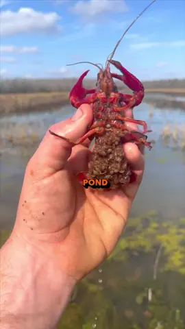 🦞When Do We Start Shipping?!  Hoping to get things started next week and we’re two weeks out at the very latest! Keep an eye out on our socials and join the email list!  Throughout the year, the lifecycle of maintaining manmade crawfish ponds is a carefully orchestrated process, vital for ensuring a bountiful crawfish harvest. The cycle begins with pond preparation, a crucial step where the water quality and pond bed are optimized for crawfish habitation. As the seasons change, feeding and water management become paramount to support healthy crawfish growth. Regular monitoring of water levels, along with strategic feeding practices, ensures the crawfish thrive in their aquatic environment. As the breeding season approaches, maintaining the right balance of vegetation in the ponds is key for providing shelter and breeding grounds for crawfish. The harvest season is the culmination of these efforts, where mature crawfish are collected, showcasing the success of a well-maintained pond. Post-harvest, pond care continues, focusing on rejuvenation and preparation for the next cycle, ensuring the sustainability of the crawfish population. This annual cycle, from preparation to harvest, reflects the dedication and expertise required to sustain productive crawfish ponds year after year.