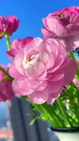 #flowers #beuatifulflowers #tiktok #scenery #foryou #trending #plants #beuatifulview #dailyvlog #viral #ดอกไม้ #beautifulview #foryoupage 