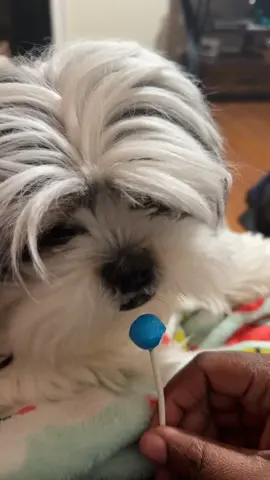 #mommyson #shitzu #lollipop #fypシ゚viral 