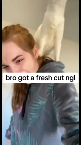 cat getting shaved by the ceiling fan😂 #myhairisgone #cat #viral #catsoftiktok #cattok #foryou #funny #funnycat #catvideos #petsfunnyvideos #fyppppppppppppppppppppppp #foryou 