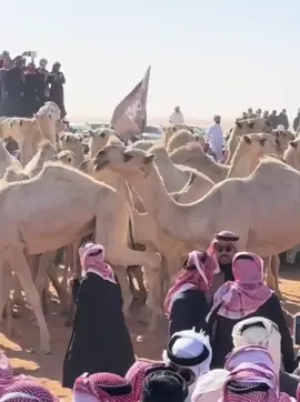 #اكسبلور_لايك_متابعه #المركز_الاول_للحربي #الراهيات #جائزة_الملك_عبدالعزيز_للابل #الحربي #الصياهد_رماح #اهل_العرفا #شيلات_طرب #شيلات_حرب #الراهيات_الشقح 