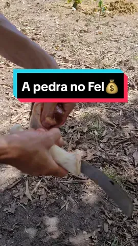 Alguém já viram ou sabe oque é? #viral_video_tiktok #dinheiro #vida 