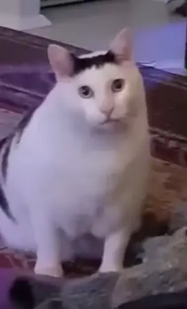 Qui s’en rappelle 🤣 #meme #chat #drole #uh 