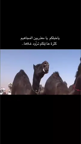 #ماشاءالله_تبارك_الله #فرديات_المجاهيم 