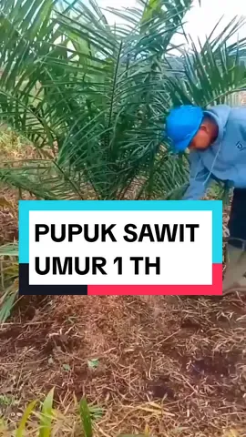 Pemupukan sawit umur 1 tahun#memupuk #sawit 