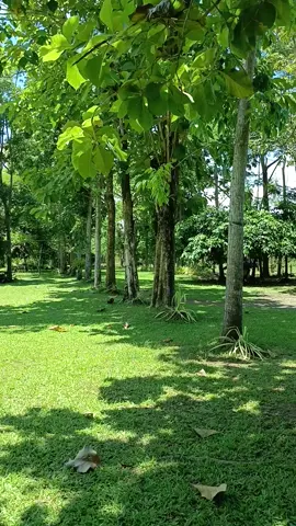 Calo Farm #cabadbarancity #beautifulplaces #farm #foryoupage #fypage #fypシ゚viral #pageforyou #viralvideo #fyp #fyi #viral #agusandelnorte #relaxing 