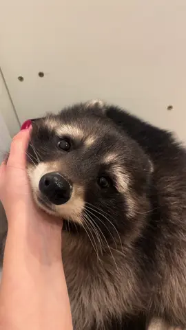 Who’s the sweetest raccoon on planet? 😌🦝 #cuteraccoon #puppyeyes #raccoonlife #petlife #petlove 