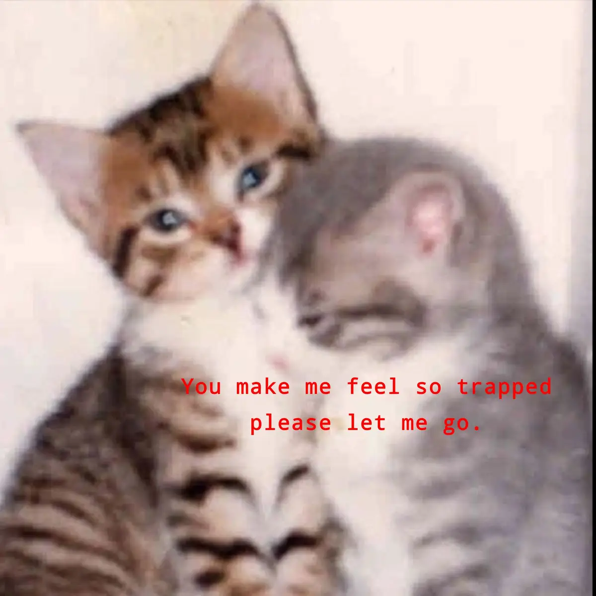 these duo of kittens are so adorable 🏷 #paratii #parati #fyppppppppppppppppppppppp #fyp #fypシ #dedicarvideos♡ #videosparadedicar #weirdcore #weirdvibes #dreamcore #kittencore #redtext #textorojo 