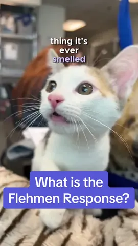 What’s the cat doin’? 🤔 If you adopt or foster a cat, you’ll get to experience the joy of seeing the Flehmen response. 😹 Apply to adopt or foster one of our amazing cats in our bio! 💞😻 #adoptdontshop #fosteringsaveslives #cats #kittens 