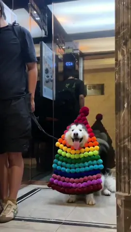 The Christmas tree has arrived ！ 🎁🎁🎄🎄 #christmas #christmastree #dogoutfits #fyp #la #funnydog #puppy #cute 