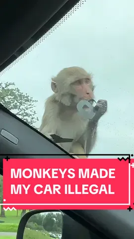 We heard that Monkeys at Longleat Safari Park like to rip peoples cars to shreds but we didn’t know it would be this bad! Extended Cut! They really had in for my 3D number plates and as a result made it illegal to drive home. #monkeys #longleatsafaripark #illegal #numberplates #roadsafety #modifiedcars #fail #funnyanimals #carmods 