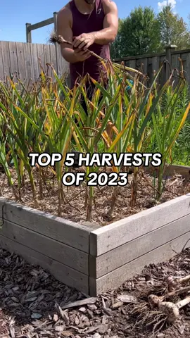 What was your biggest garden success in 2023?  Narrowing this down was not easy! But here it goes… 🥇Eggplant 🍆. My best harvest of these ever, by a mile. Massive fruit after massive fruit, deep into the season, topped off with a 2.75lb monster  🥈Leeks 🌱. It was my first year growing these in a dedicated space and they turned out better than expected. I’ll still be harvesting them into early 2024.  🥉Carrots 🥕. Huge, crunchy and colourful. A constant supply from July through December.  4️⃣ Tomatoes 🍅. Overall, my total harvest was about 15% lower than normal. But growing a personal record of 48lbs+ on a single plant counts for something.  5️⃣ Cucumbers 🥒. After years of battling cucumber beetles I’ve finally mastered the best way to beat these buggers. I’ll be sharing that secret in 2024.  Honourable mentions go to bush beans, cantaloupe, blackberries and garlic.  Now only 4 weeks until the first seeds of 2024 are sown.  Buon giardinaggio e buon anno! #garden #countdown #newyear #2023 #gardening #harvest #tips #backyard #howto #gardentok #plants 