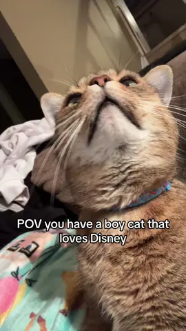 Disney 100 blanket😍 #fyp #disney100 #boycat #tomcats 
