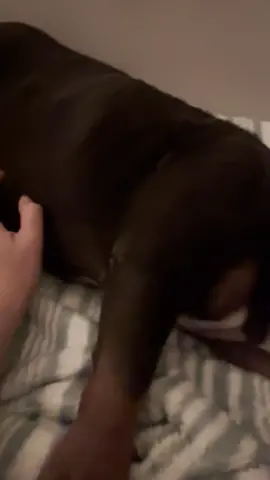 Jelly Bean loves belly rubs #englishbulldog #bulldogsoftiktok #fyp #tiktokpets 