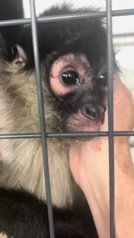 Just a monkey sort of day! #monkeysoftiktok #fypシ゚viral 