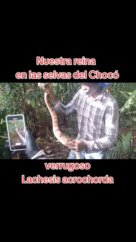 Lachesis acrochorda🐍 también es conocida como verrugoso, pudridora, la reina de las víboras o mapana rayo. Se encuentra en las zona Andina, Caribe y Pacífica en los bosques primarios o muy bien conservados, indicándonos el estado actual en que se encuentra el bosque.  Cuando la encontramos por fuera de un bosque conservado es por la intervención que ha venido realizando el humano,  lo cual ha hecho que lleguen a los centros poblados llevándola a su vulnerabilidad.  Está serpiente es muy pasifica pero su manipulación solo es de expertos. Este ejemplar tenía una longitud de 1.90 cm, pero pueden llegar a tener una longitud de más de 3 metros; pertenece a la familia de las víboras, pone huevos los cuida y su veneno es muy potente.  #Recuerda entre todos podemos cuidarla. Desde CODECHOCO hemos venido realizando campañas en conocimiento y conservación de estos reptiles  considerados especies claves del ecosistema. Si llegas a tener un encuentro no le hagas daño déjala seguir su rumbo, o según el caso no dudes en reportarla a la autoridad ambiental de dónde te encuentres para su rescate.