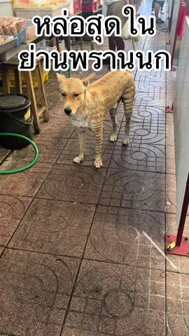 เจอสุดหล่อ #สัตว์โลกน่ารัก #สุดปัง #พรานนก #ตลาดพรานนก #สัตว์เลี้ยงtiktok 