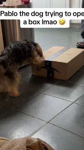 #fyp #yorkiesoftiktok #yorkie #dogs #dogsoftiktok #dogopeninggifts #funnyvideos #funnyanimals 