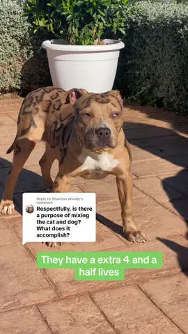 Replying to @Shannon Woody more time more lives #jaguarbully #jaguarbullys #xlbullyleopard #leopardbully 