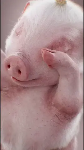 #xuhuongtiktok2023 heo nhảy theo nhạc#xuhuongtiktok #nhạchaytoàncầu #hàihướcvuinhộn 