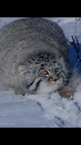 The cat creature is so cute when it runs around #zoon #兔狲 #cat #pet #otocolobusmanul #pallascat 