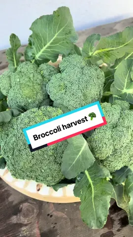 Broccoli harvest.  We harvest our broccoli this morning! I planted in late September and harvest on December 21st  Variety: Imperial F1  This variety did well in my area. The first time I was trying this variety. It turned out not bad at all. 🥦😁 we love broccoli here.  What should I cook with these? Any ideas?  #broccoli #raisedgardenbeds #backyardgarden #backyardgardening #growingyourownfood 