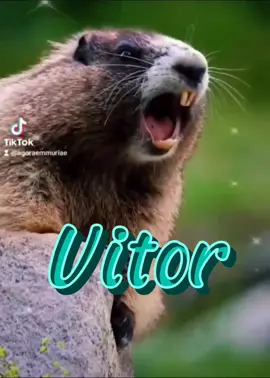 Marmota chamando 🤗 #marmotachamando #marmotagritando #marmota #chamando #gritando #nomes #vitor #agoraemmuriae 