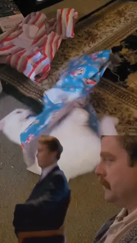 never a dull moment #willferrell #cats #catsoftiktok 