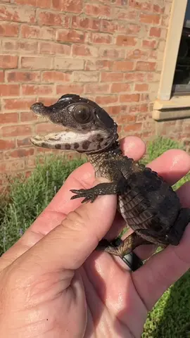 Is this a Caiman!? Cuteness Alert! Baby Caiman's Adorable Moments 🐊💕 #BabyCaiman  #cutestreptileontiktoc 🌈 Dive into the cuteness overload with our tiny reptilian friend! Watch as this adorable baby caiman steals hearts with its playful antics. 💖 Share the love and tap that heart icon! #Caiman  #tiktokanimals  Tags: #babyanimalsoftiktok #tinyreptiles #CaimanCutie #TikTokCute #AdorablePets #WildlifeWonders #ReptileLove #CaimanAdventures #ViralVideo #CuteAnimals #PetLove #TinyButMighty #ExploreNature #TikTokTrend #AnimalAdoration #BabyCaiman #CutenessOverload