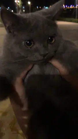 #kitten #cat #cute #fyp #cry #britishshorthair 