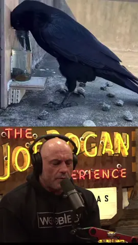 Animals Using Tools 😲🤯 #joerogan #mindblown #animals #crazy #animalvideos #reaction