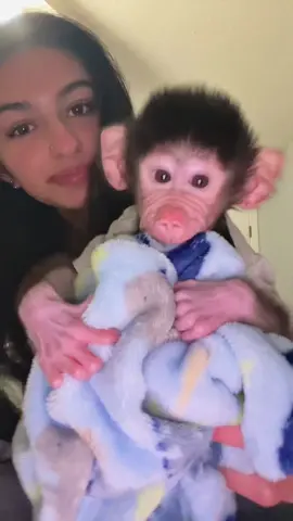 Babbyyy #fyp #petmonkeys #baboon #babybaboon 