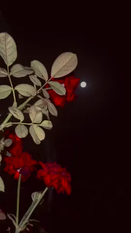 #newpost #Nightstatus #growmyaccount #foryou #shorts #lovestory 