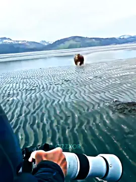 bro is fearless☠️🔥#bear #vs #cameraman #cameraman📸 #animalsoftiktok #animal #animaledit #fyp #foryou #fypシ゚viral #viralvideo #viraltiktok #blowup #blowthisup #fy #foryoupage #zxycba 