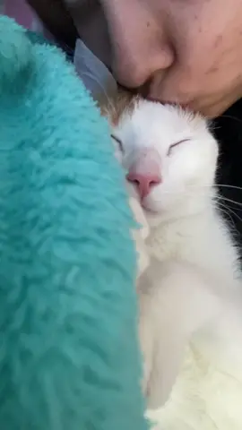 Cuando alguien me pregunta por que me gustan los gatos … Audio: @Daniel Habif 🚀  #gatostiktok #michi 