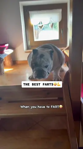 The best FARTS 🤪💪 it wasn’t me 😭 when you have to fart 🤪💨 hi my frens 😎 -2 😉 . . . . . . . . . . . . . . . . . . . . . . . . . . . . . . . . #dogsoftiktok #funny #dance #dogmom #dog #lol #bulldogsoftiktok #cute #doglover #fyp #foryou #viral #britishbulldog #funnydog #Love #englishbulldog #cutedogs #crazy #beautiful #tysonthegangstabully 