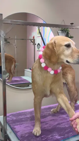 #goldenretriever #dogs #doggrooming #dogsbylogan