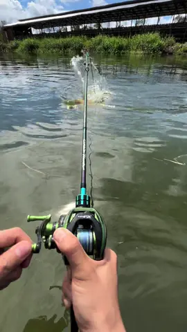 Lari lari sampe terjatuh💩-,Part 3 Terbesar 4.6 kg #extremefishing #mancing #fyp #fishingvideo #fishinglife #fishon #bigfish #videomancing #buaya🐊 #fishingvideos #mancingmania #mancingikan #fishingtiktoks #ikanbesar #fishing #seahawk #shimano 