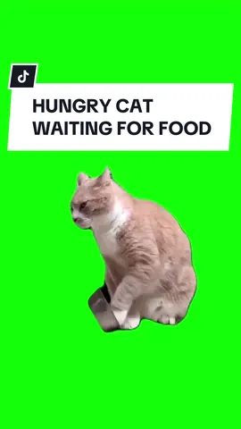 #CapCut HUNGRY CAT WAITING FOR FOOD.  #greenscreen #greenscreenvideo #greenscreenoverlays #fyp #fypシ #fypage #fypppppppppppppppppppppppppppppppppppppppppppppppppppppppppppppppppppppp #fyppage #fypシ❤️💞❤️ #meme #memes #memestagram #freefirememe #memepage #viral #viralvideos #viralreels #viralvideo #viralpost 