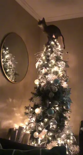 #christmas #funnyvideos😂 #cat #christiantiktok 
