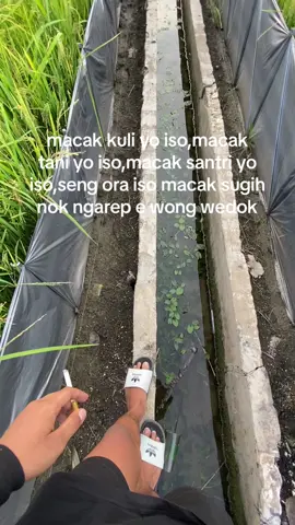 yo a pora😊#beranda#storywa#petanimuda#nyoride#masukberanda#bosmudapunyacerita#petani#lamongan#petaniindonesia🇮🇩🇮🇩🇮🇩🌿🌿#sawah 