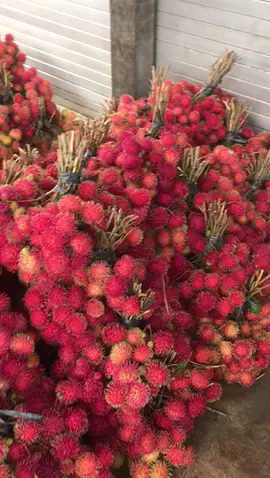 surga rambutaan😍 #fyp #rambutan #jepara #viral 