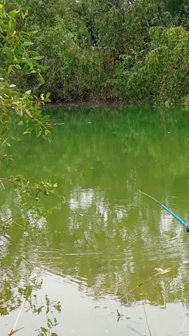 mancing jaer umpan udang... #ikanmujair #ikannila #mancingikan 