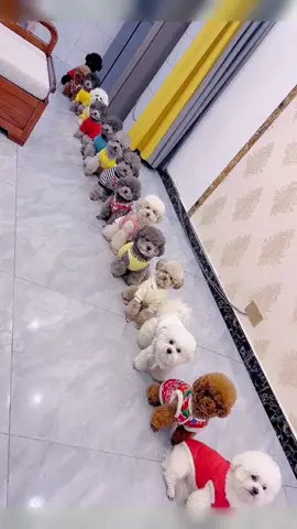 Give out snacks to the children🤗 They are all so well-behaved🤣#pet #fyp #funnyvideos #dog #dogsoftiktok #cutedog #doglover 