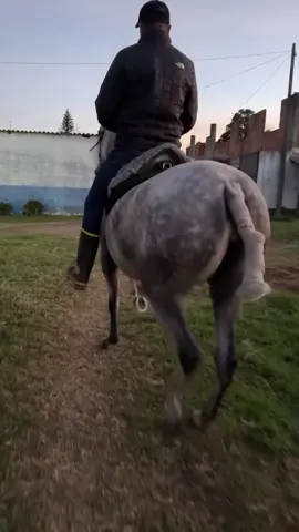 🐴🐴🏆🐴🐴 Club Hipico El Rancho “Un Criadero Legendario”  #clubhipicoelrancho #distribuyendoraza #bancogeneticodelcaballocriollo #ccc #consuldegrandinastiafc #geneticalegendaria #caballos #caballo #castaño #malagueñadevillaamor #caballocastaño #trocha #moro #trochapuracolombiana #trochaygalope #troteygalope #pasofino #colombia #bogota #cali #suscaballos #rancheras  #mexico #yeguas #yegua #viral #tiktokviral #tiktok #tendencia #lucerolindo #steet #tomasdevideo #caballostiktok #caballoscolombia #caballosfinos #loscaballosdecolombia #feriarquina  #cundinamarca #valledelcauca #caballoblanco 