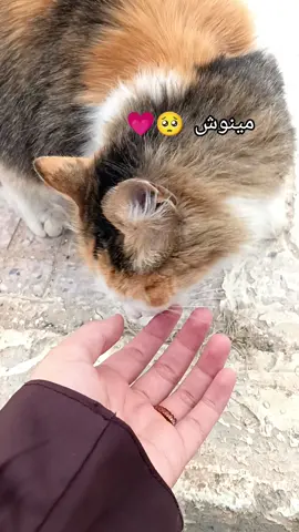#fyp #لك #اكسبلور #مينوش #خيرة_خيرة_شوفي_مينوش😅😹 #قطط 